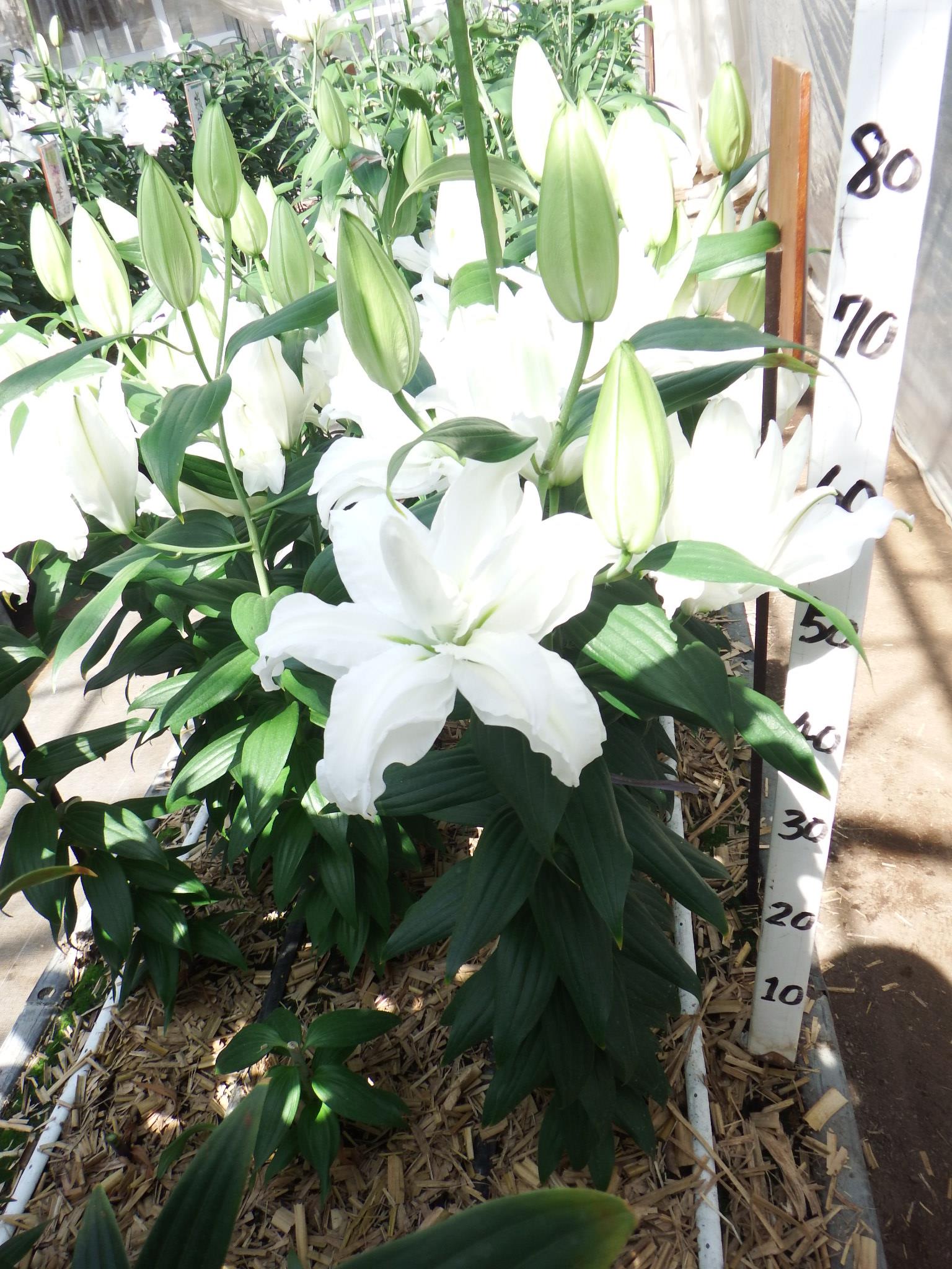 RL エシリア(八重）